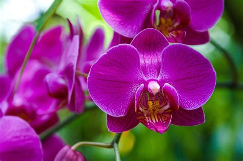 Sobre A Criação De Orquídeas